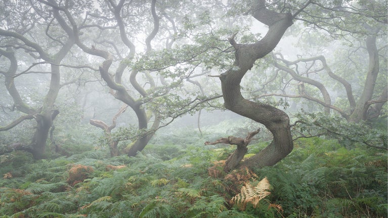 A misty woodland scene with green undergrowth and twisted trees